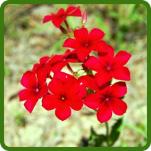 Compact Growth Habit of Scarlet Phlox