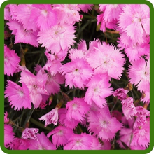 Compact Growth Habit of Dianthus Flowers