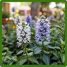 Hyssop Flower Spikes