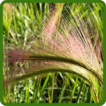 Graceful Arching Panicles of Hordeum Foxtail Barley