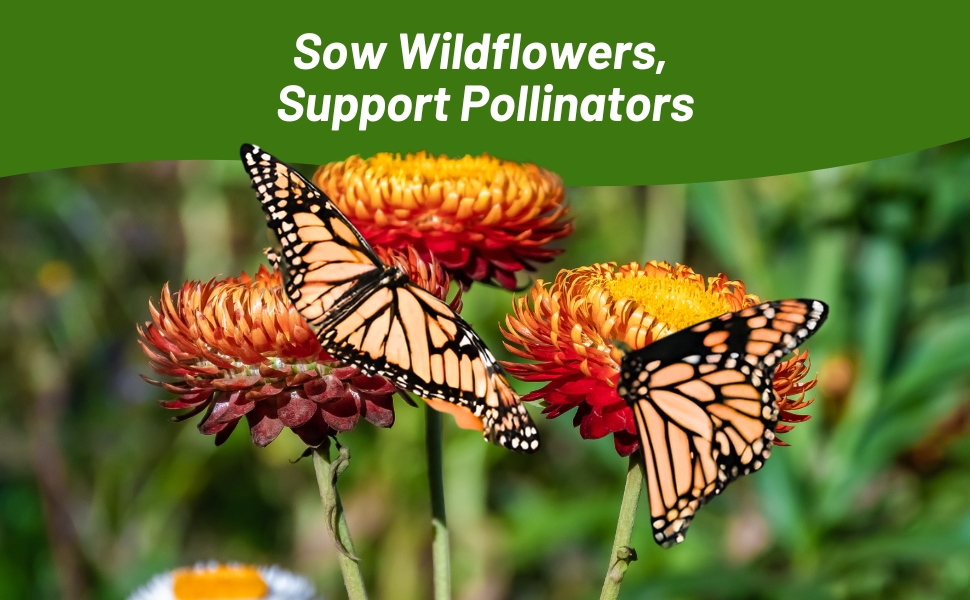 Perennial Everlasting Pollinating Cut Flowers