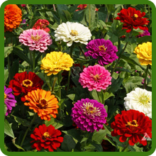Vibrant Color Pallete of Zinnia Elegans Double Ball
