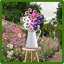 Halo Hollyhock Versatile Landscaping and Cut Flower Use