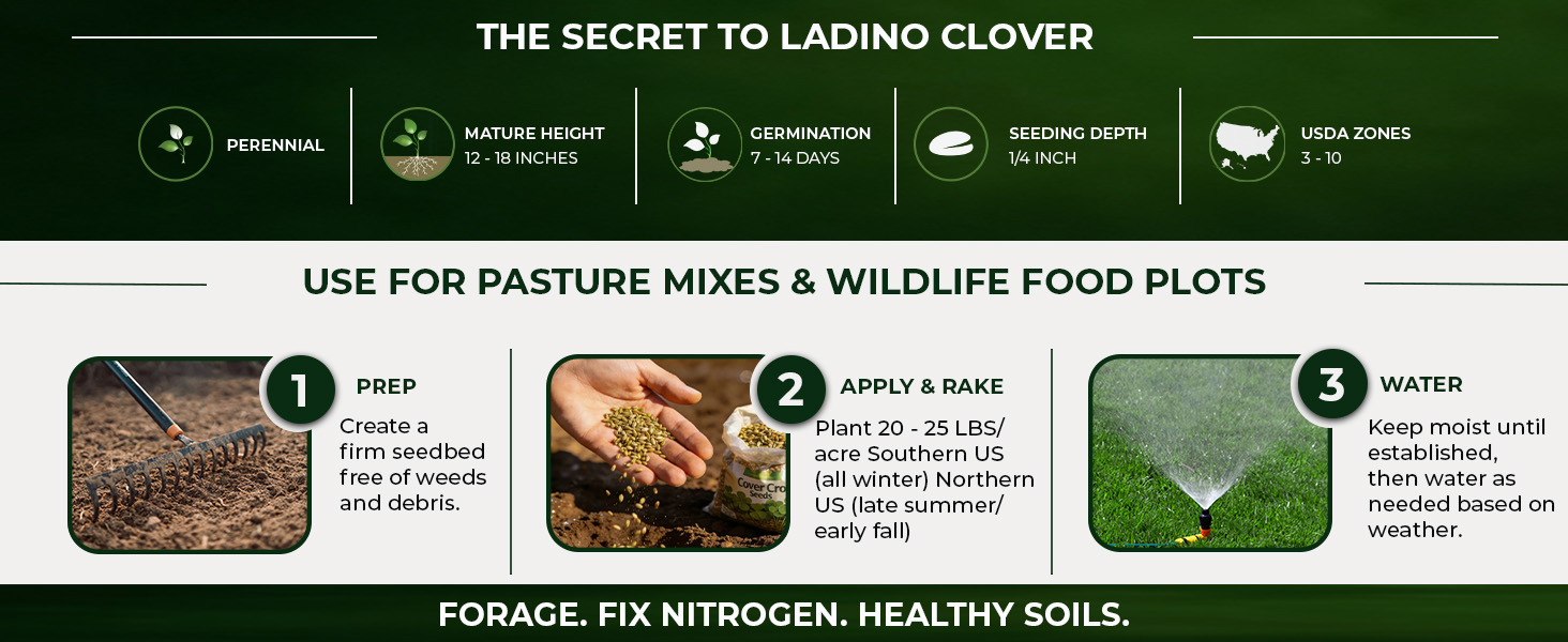Ladino Clover Planting Directions
