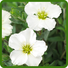 Arenaria Montana Vibrant White Spring Blooms