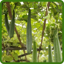 Luffa Fast Growing Vine Plant