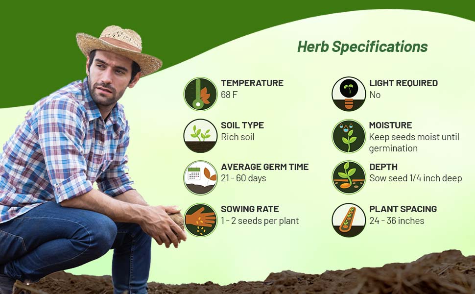Herb Specifications For Licorice Root Plants