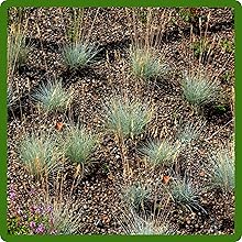 Fast Germinating Blue Fescue Ornamental Grass