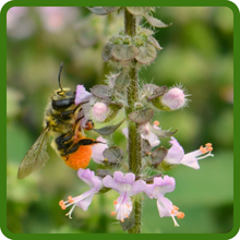 Pollinator-Friendly Basil Plants