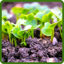 Low Maintenance Daikon Radish With High Germination Rates