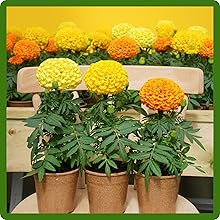 Tagetes erecta African Marigold Container Plants