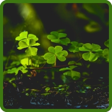 High Protein Deer Food Plot Seed Mixture