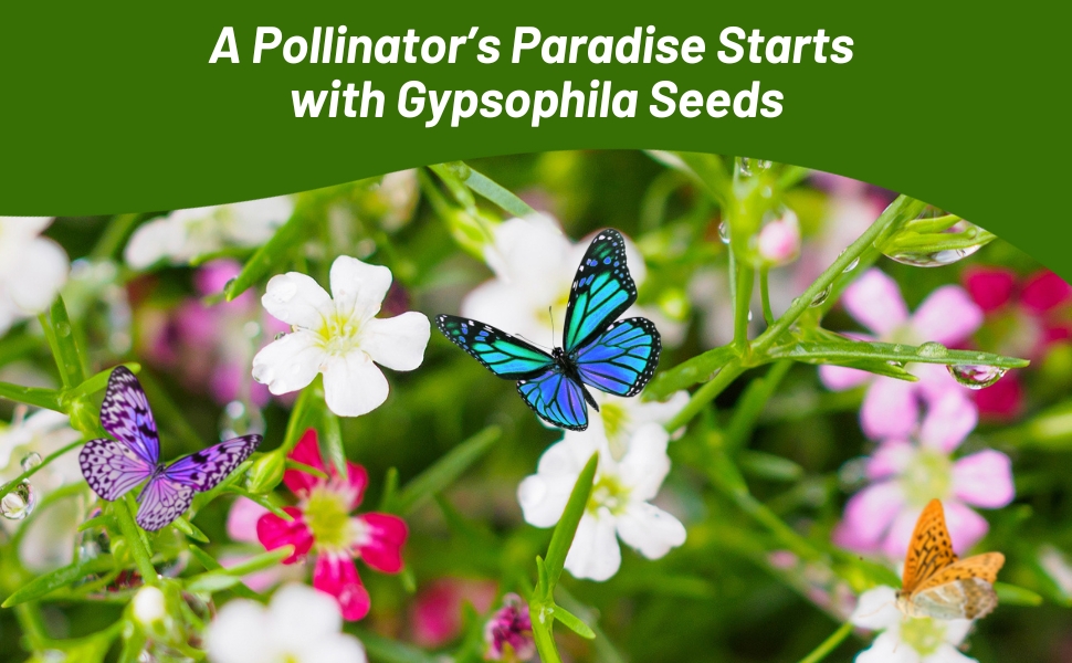 Gypsophila Attracting Pollinator Butterflies