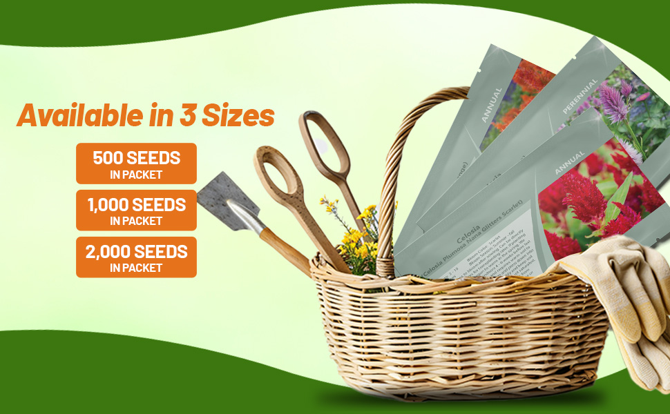 Celosia Seed Packets For Planting