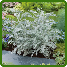 Dusty Miller Compact and Uniform Growth Habit