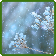 Cold Hardy Mountain Wildflowers