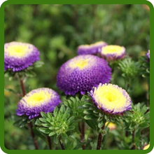 Tall & Bushy Growth of Callistephus Tall Pompon Aster