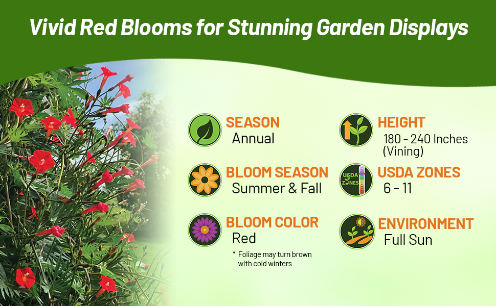 Annual Ipomoea Quamoclit Cardinalis For Full Sun