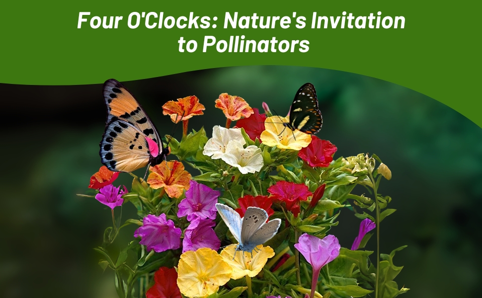 Pollinating Butterflies on Mirabalis Jalapa Four O' Clock Flowers