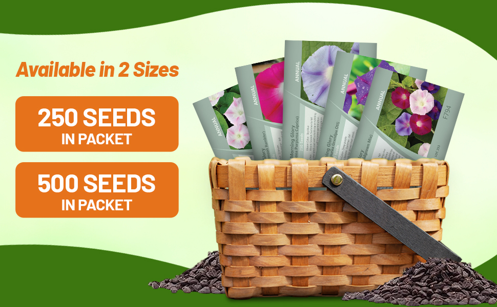 Ipomoea Purpurea Morning Glory Flower Seed Packets