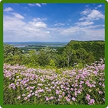 Crown Vetch Ground Cover Plant Seed