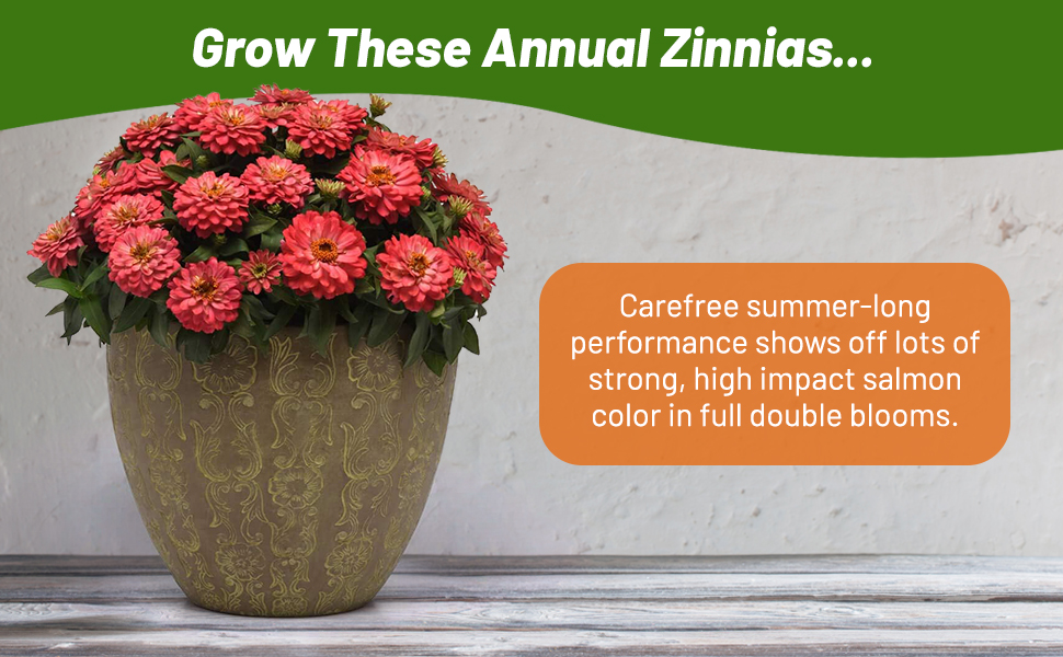 Container Full of Zinnia Zahara Double Salmon Flowers
