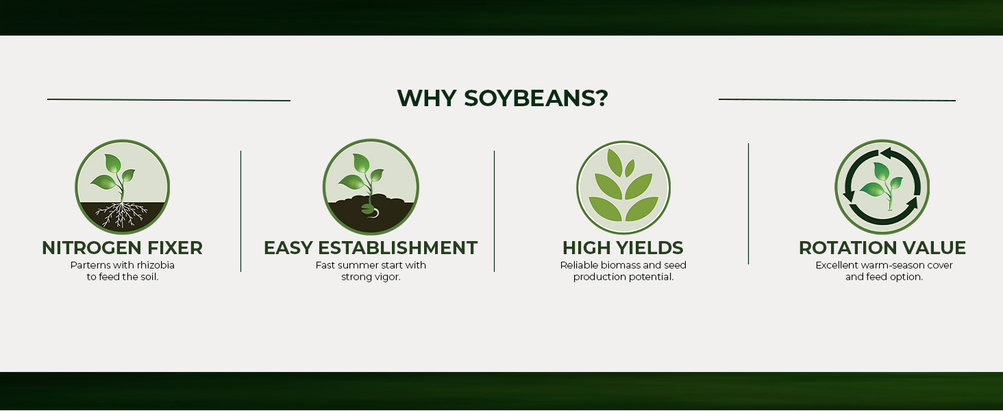 Soybeans Forage Seeds