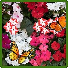 Pollinating Butterflies on Impatiens Flower Seed Mixtures