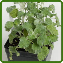 Horehound Suitable for Cut Flower Arrangements