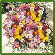 Helichrysum Paper Daisies Dried Flowers