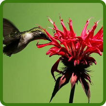 Pollinating Hummingbird on Monarda Didyma Bee Balm Mix Bloom