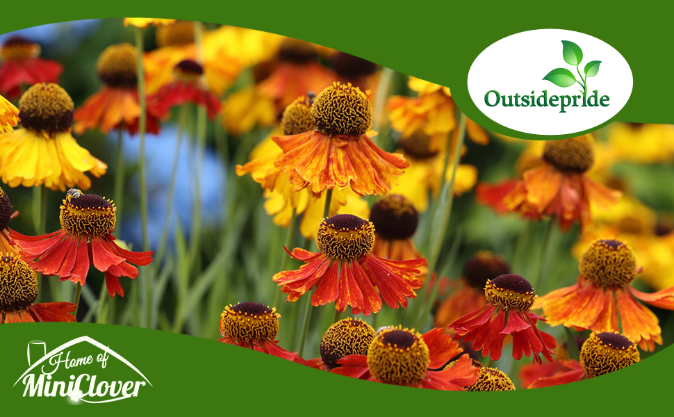 Field of Helenium Sneezeweed Flowers