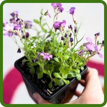 Arabis Wall Rock Cress Container Plant