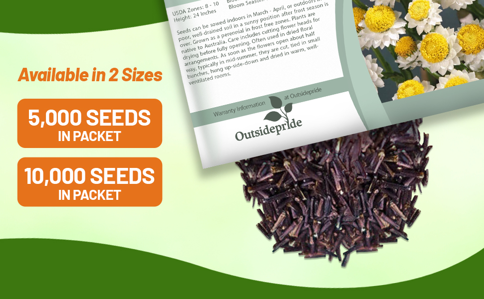 Ammobium Winged Everlasting Seed Packet