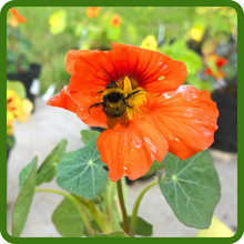 Nasturtium Pollinator Friendly Flowers