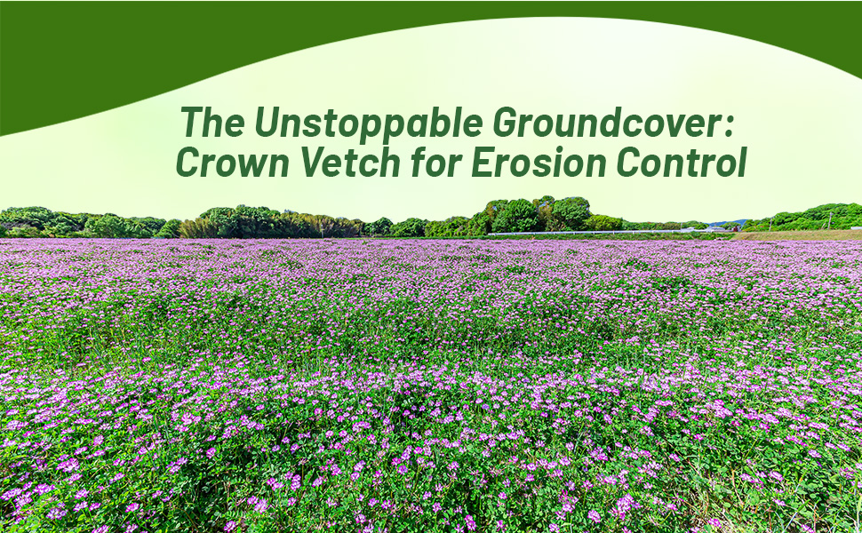 Field of Crown vetch Ground Cover Cover Crop