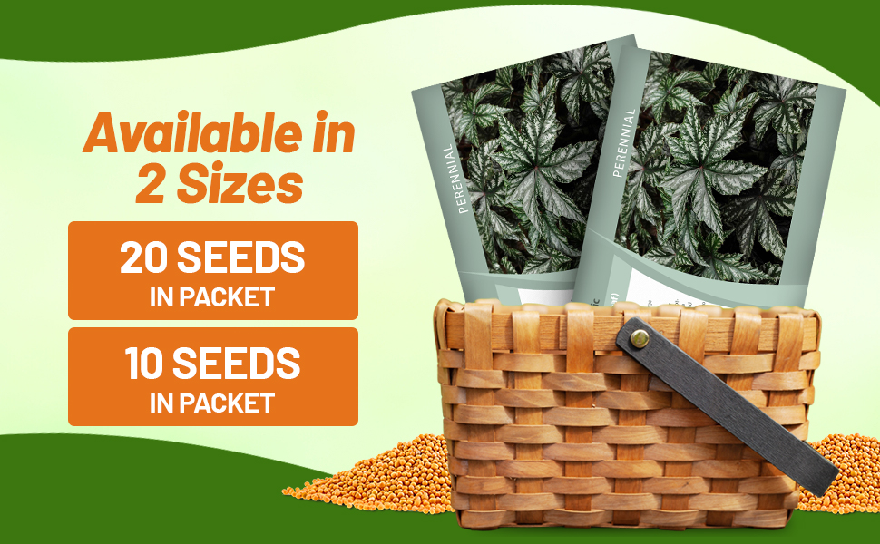 Gryphon Begonia Seed Packets For Sale
