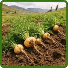 Maca Bulbs & Roots Tolerates Poor Soils