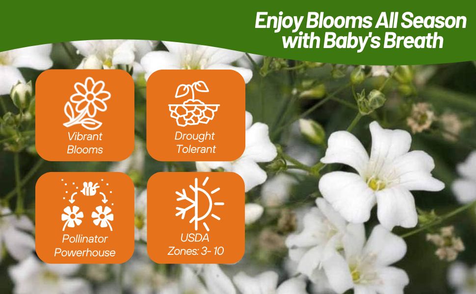Drought Tolerant Gypsophila Baby's Breath Flowering Plant