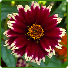image of flower