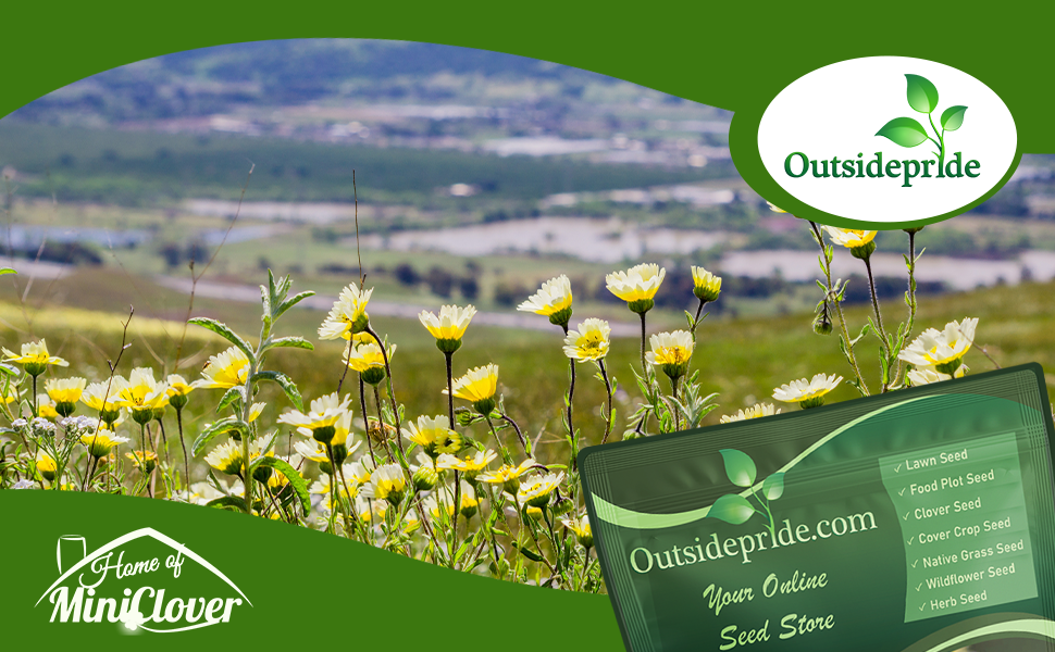 Tidy Tips Wildflower Garden Planted From Flower Seeds