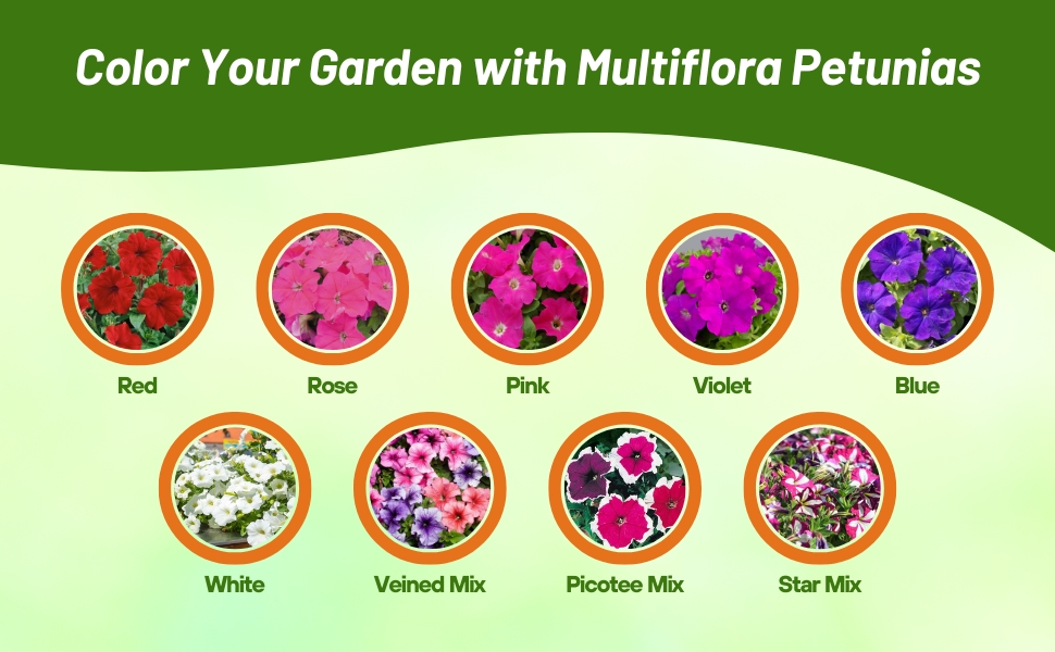 Varieties of Petunia Multiflora Flowering Plants