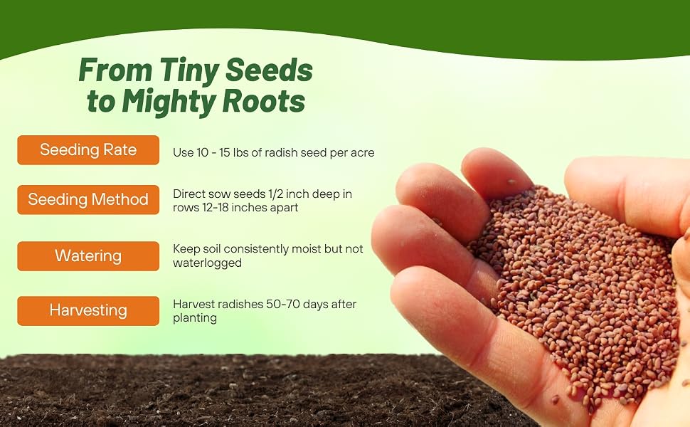 Seeding Rate & Planting Time For Daikon Radish Cover Crop Seeds