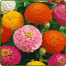 Zinnia Lilliput Ball-shaped Flower Heads