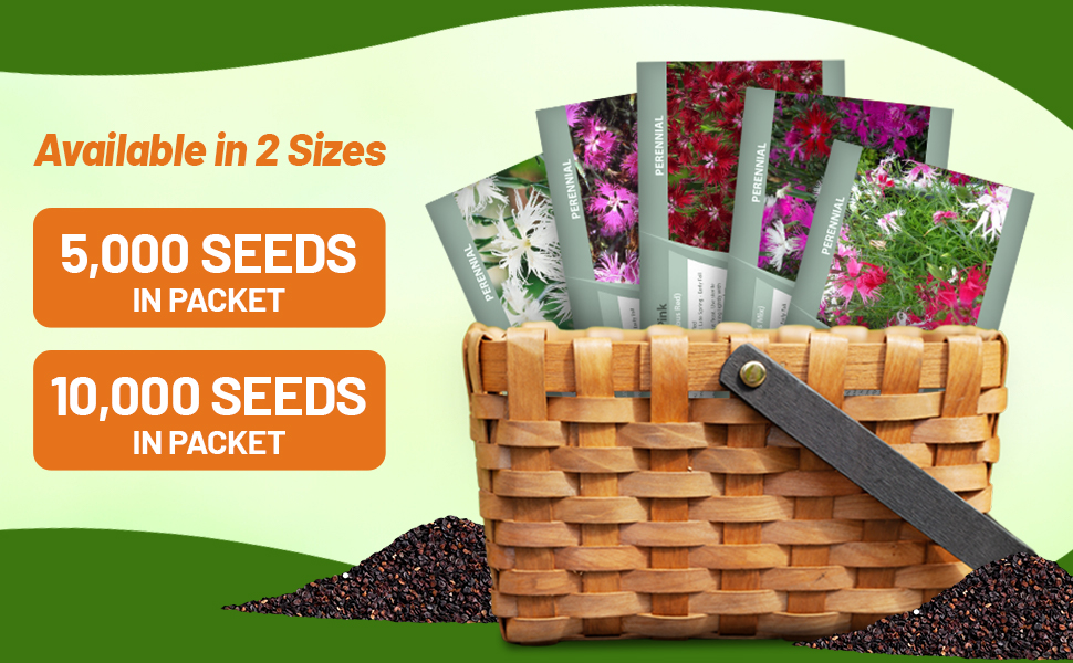 Dianthus Superbus Flower Seed Packets For Sale