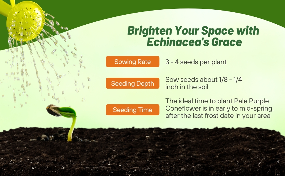 Pale Purple Coneflower Planting Directions For Flower Seeds