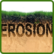 Teff For Erosion Control