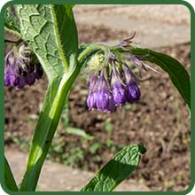 Comfrey Herb Plant in Garden