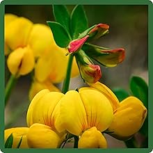 Birdsfoot Trefoil Nutritional Powerhouse