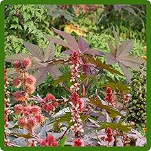 Castor Bean Foliage Plant Large Leaves
